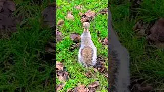 🎵🎶Grey Squirrel on a grey day. #squirrel #nature #park