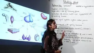 Best Free Lecl pituitary gland l Cbse l Class 11l Bio l Animal Physiology l Endocrine System l L115