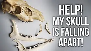 Skull Cleaning - Why is the skull coming apart?