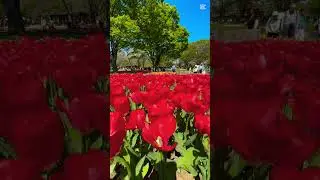 Variety of Tulips 💐 #springflower