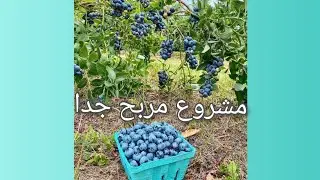زراعة التوت البري الازرق خطوة بخطوة 🫐 ، اسرار و نصائح