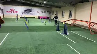 Twix, 7 months old Jack Russell puppy. Agility training