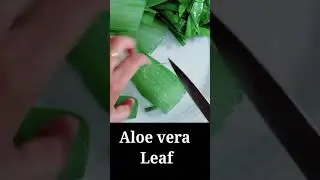 ALOE VERA OIL-longer,Stronger and thicker hair | Homemade aloe vera oil