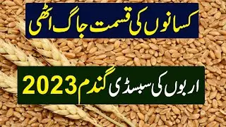 Subsidy on Wheat Seed | How Much Subsidy on Wheat | Wheat Farming In Pakistan ||