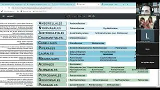 Magnolidas - Laurales y Magnoliales