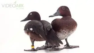 Pair of critically endangered (IUCN) and federally endangered Madagascar pochards (Aythya innotata).