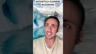 Antartica Flowers Blooming