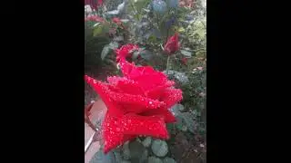 🌹 rose flower Status###