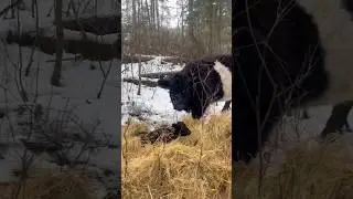 Karen and her new calf! #farming #grassfedbeef #beefcattle #farming