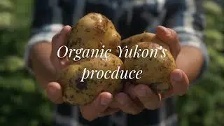 POTATO HARVEST IN YUKON