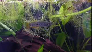 Mogurnda Adspersa