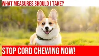 Stop Your Dog From Chewing On Electrical Cords