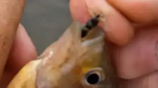 Maybe This Is Why The Fish Were Doing That, #flyfishing