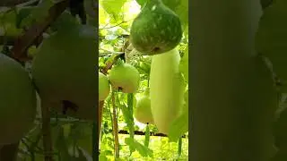 🌿🥬🥒🌱Fresh and organic vegetables #shortvideo #veggieslover #freshlypicked #satisfyingvideo