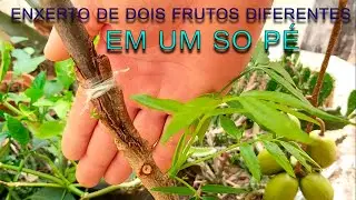 (Enxerto espetacular 100 %) dois frutos diferente em um só cavalo