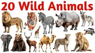 20 जंगली जानवर सीखें बच्चों के लिए | Learn 20 Wild Animal Names for Kids with Pictures and Sound