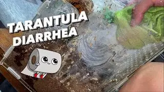 Cleaning Tarantula Diarrhea !!! 💩