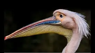 Pelican - Fishing and Behavior Documentary (Nat Geo)