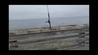 2026 EP.5 - How to Catch Striped Bass with Frozen Jacksmelt! Pier Fishing! FAIL!