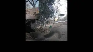 cat and squirrel SO CLOSE and no attack!  👯 #backyardanimals #animalfriends