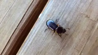 Un Gran Escarabajo Negro