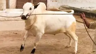Heavy Dangerous Qurbani Bulls | Desi Bachra | Desi Bull Video | Dhani Bull | #cattle #big #bigbull
