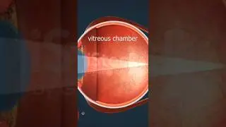 Ever wondered how your eyes turn light into vision? #eyescience #optoInsight
