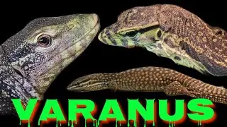 #170 - Adevarații dragoni din casa DinTerariu: varanul de Nil, varanul de apă și varanul pitic
