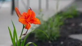 Canadian Vintage Landscaping: Pinnacle Ridge