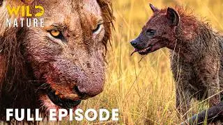 LION VS HYENA | Africa's Deadliest Rivalry for Survival (Full Episode) | Wild Animals