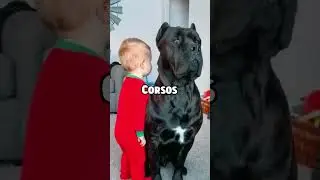 Топ-3 самых защитных пород собак