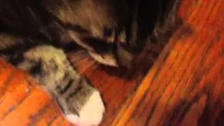 Mitsy vlogs