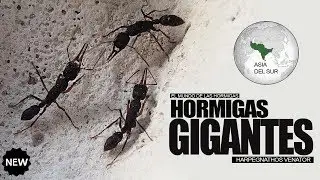 GIANT ANTS! - Новый раздел Муравьи мира