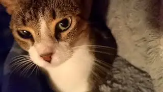 Cold Day Outside, Purring Inside