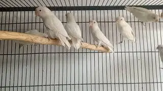 Albino red eyes Pairing l albino red eyes Breeding 2026 l lotino Birds l lotino persnata l 