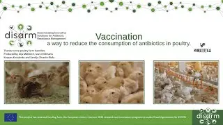 Vaccination: a way to reduce the consumption of antibiotics in poultry