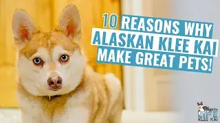 10 Reasons Why Alaskan Klee Kai Make Great Pets