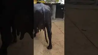 murrah buffalo for sale #viral #baffalo #business