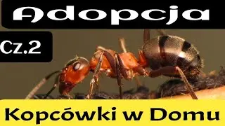 Kopcówki w Domu 🐜 Adopcja 🐜