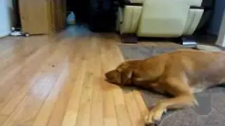 Dog Vs. Bug!