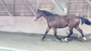 Tobi (Fernando) free movement 
