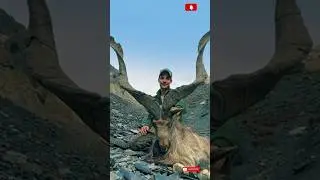 Amazing Facts Markhor Goat #animalfacts #markhor #goat #pakistan #mountain  #tranding  #facts