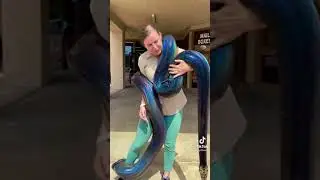 #cobra #snakes #rainbow #python(2)