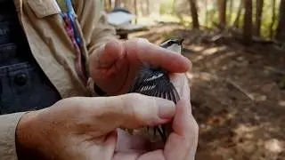 This Group Trains the Next Generation of Ornithologists!