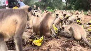 Banana 🍌 🍌🍌🍌for kapiraj 