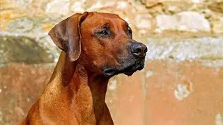 The Incredible Speed of the Rhodesian Ridgeback vs African Antelopes