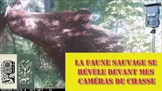 La faune sauvage se r&eacute;v&egrave;le devant mes cam&eacute;ras de chasse : faons, chevreuils, martres, sangliers etc.