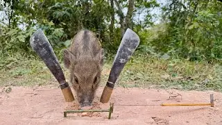 Most Effective Wild Boar Pig Trap Ever! #survival #wildpig #pigtrap #boarhunting #wildboartrap 