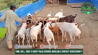 Hum garmiyon mein bakron ko kya wanda dete han... Secret recipe