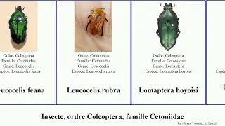 Insecte, ordre Coleoptera, famille Cetoniidae leucocelis rubra crassa ferranti virens olivaceus